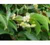 Actinidia arguta / Мини киви